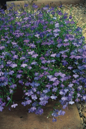 Picture of Lobelia - Pendula Sapphire